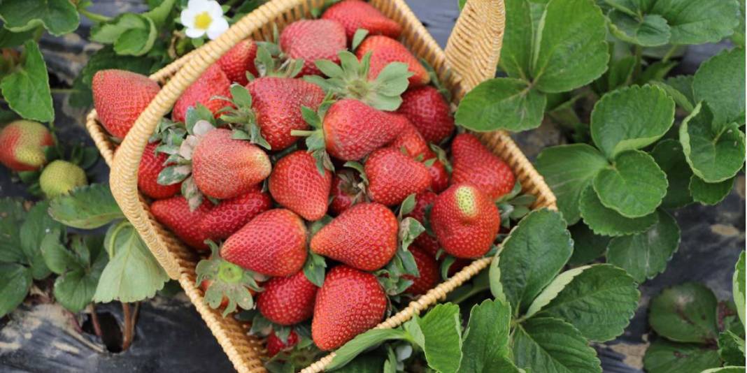 Sıcaklıklar arttı hasat başladı: Kadınların emeğiyle bölge ekonomisine katkıda bulunuyor 2